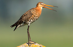 Voorjaarsvakantie in het Natuurmuseum Fryslân: De Grote Grutto Race