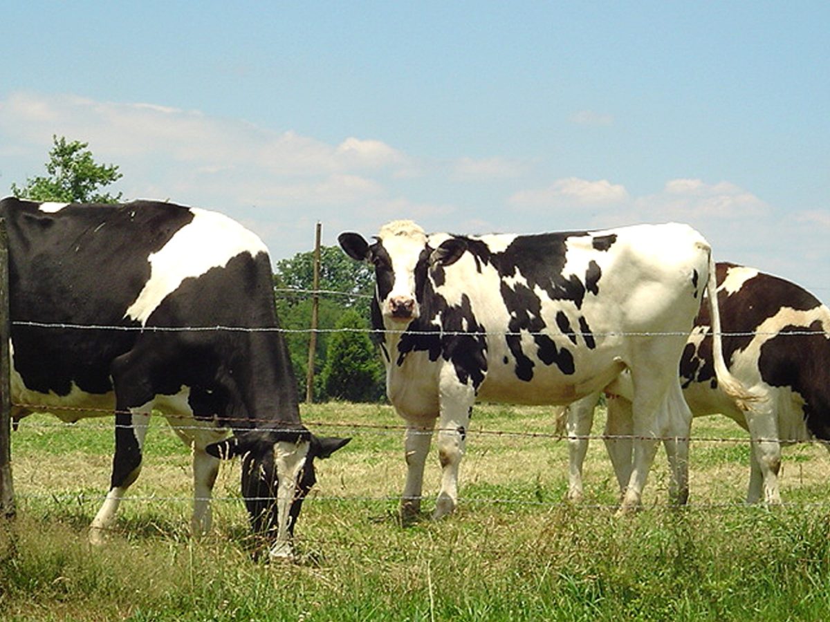 Oproep aan Den Haag: Geen koehandel met mest, maar structurele aanpak door grondgebonden groei