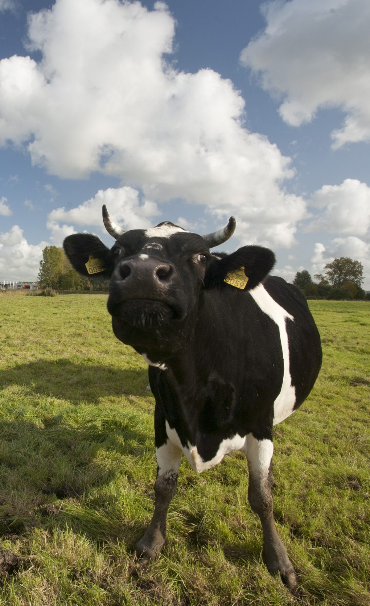 Tweede Kamer kiest voor grondgebonden boer