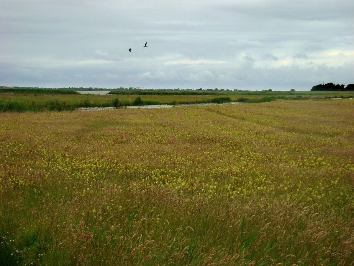 Friese landschap staat onder druk