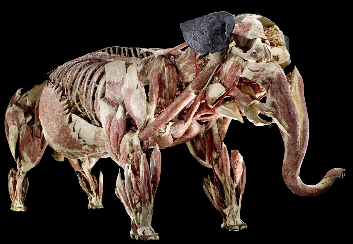 20.000 bezoekers in eerste maand Animal Inside Out