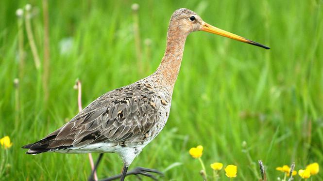 Vroege Vogels zondag live uit de Fryske Greidhoeke
