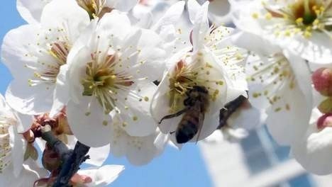 'Bijengif' doodt veel meer insecten