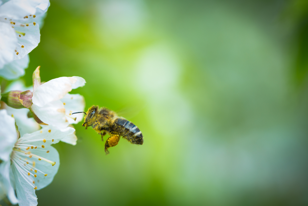 Lezing bijenonderzoekster Romée van der Zee in De Kruidhof Hortus van Fryslân