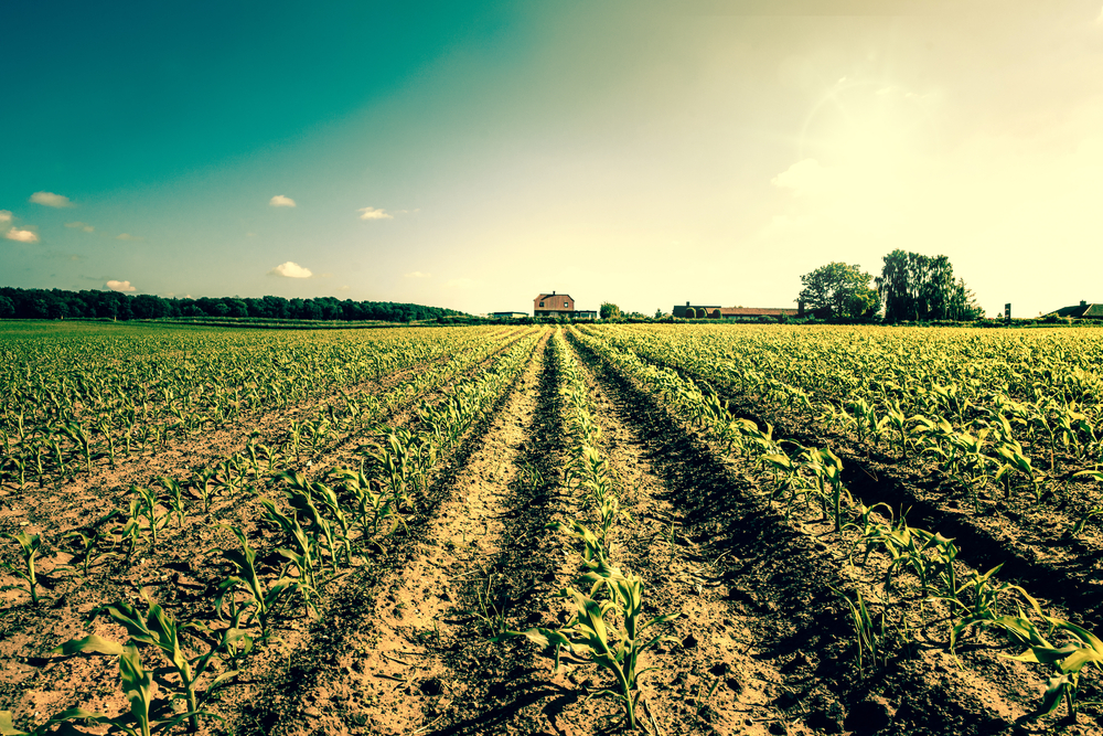 It Fryske Gea en Landschapsbeheer Friesland starten coöperatie voor het platteland