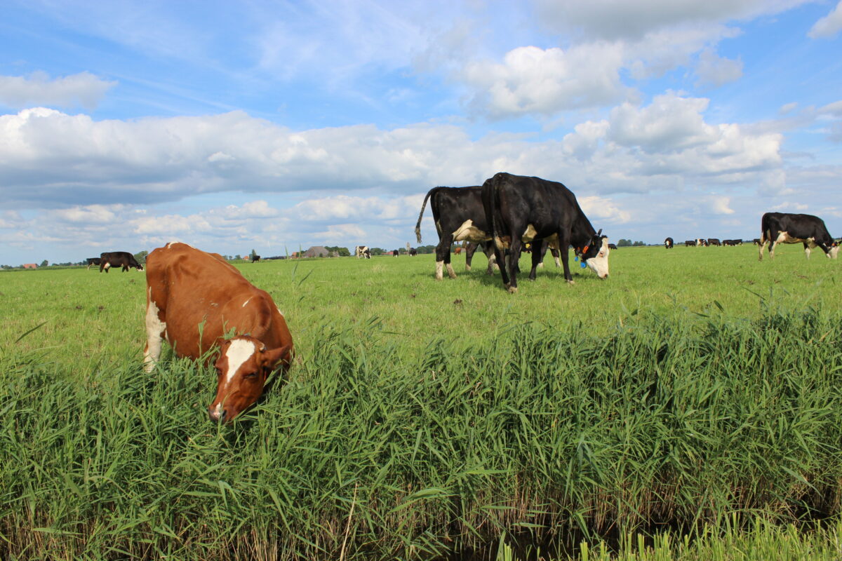 Nieuwe programmamanager voor Natuer mei de Mienskip