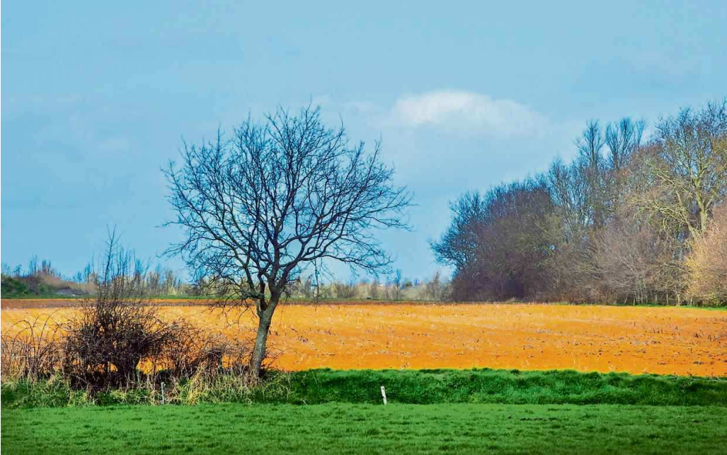 Fryslân kleurt zijn velden omstreden geel