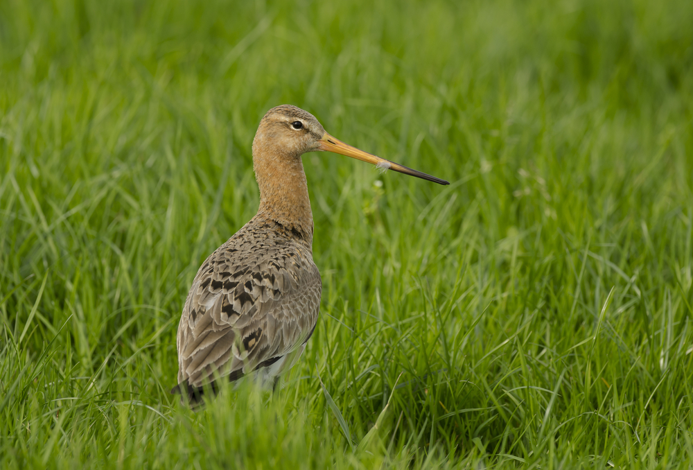 Natuurorganisaties roepen publiek op om te stemmen voor natuur