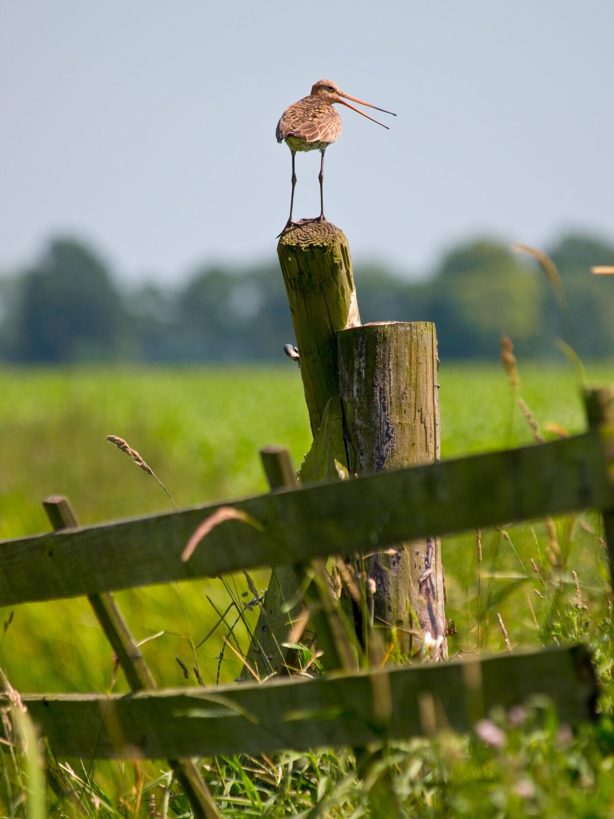 Hoofdrolspelers landbouwbeleid aan het werk voor biodivers landschap