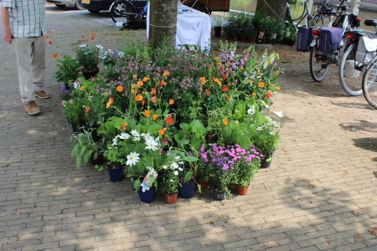 Eerste Friese geveltuinactie een succes
