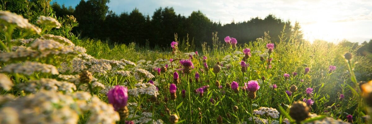 Van landschapspijn naar natuurinclusieve landbouw?
