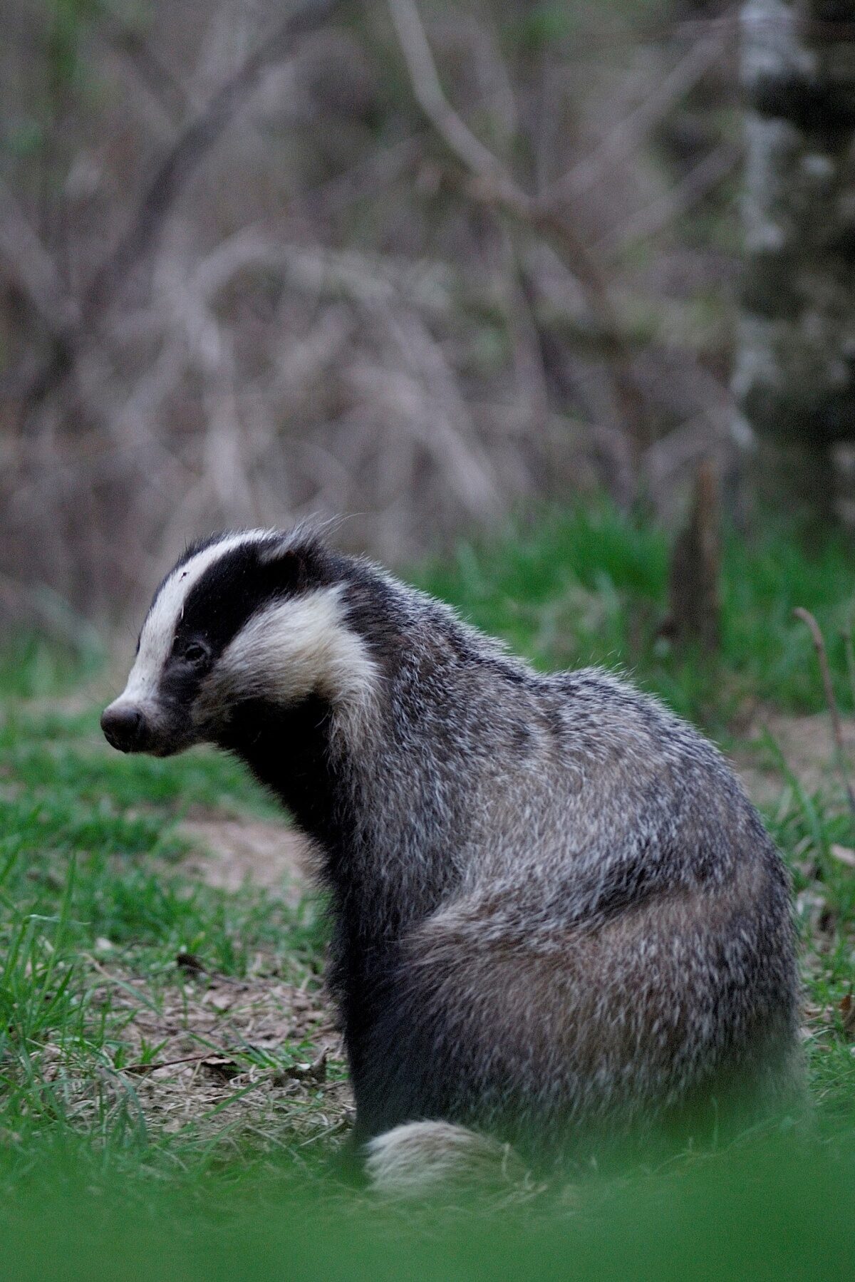 Uitnodiging bijeenkomst meldpunt Wildlife crime 27 juni