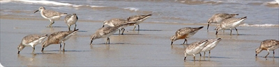 Waddengoud gaat boven waddenzout