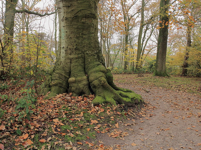 Bomen(beleid) in de Fryske Marren