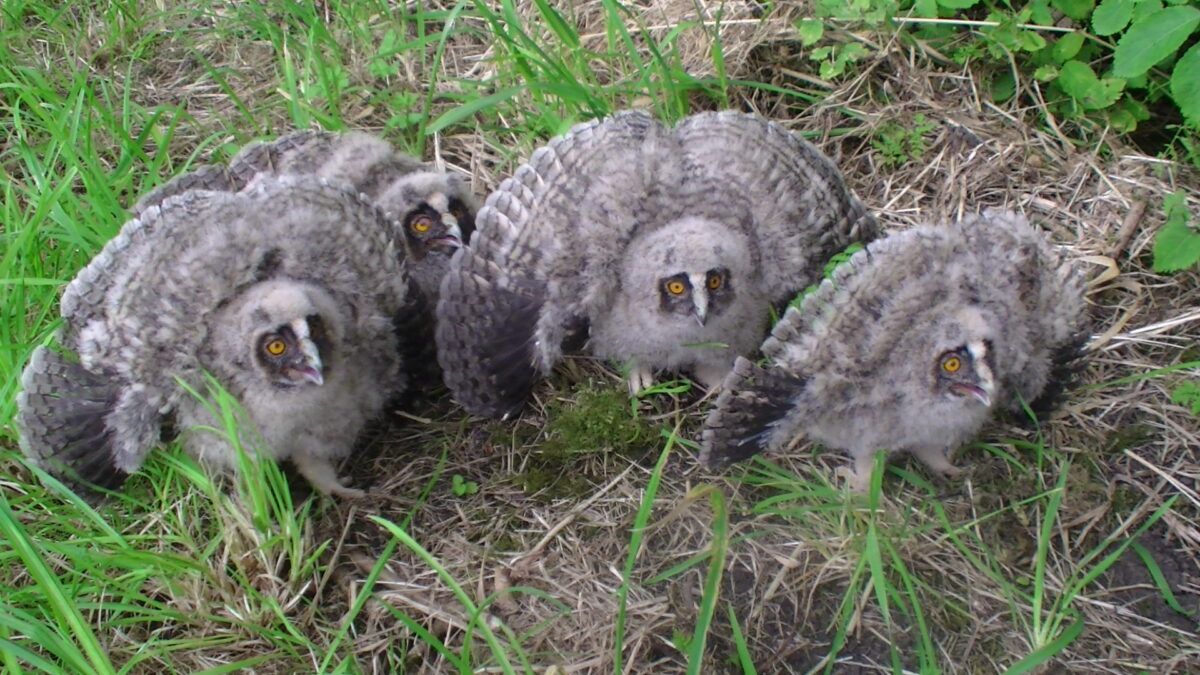 Kap gezonde bomen schaadt de ransuil