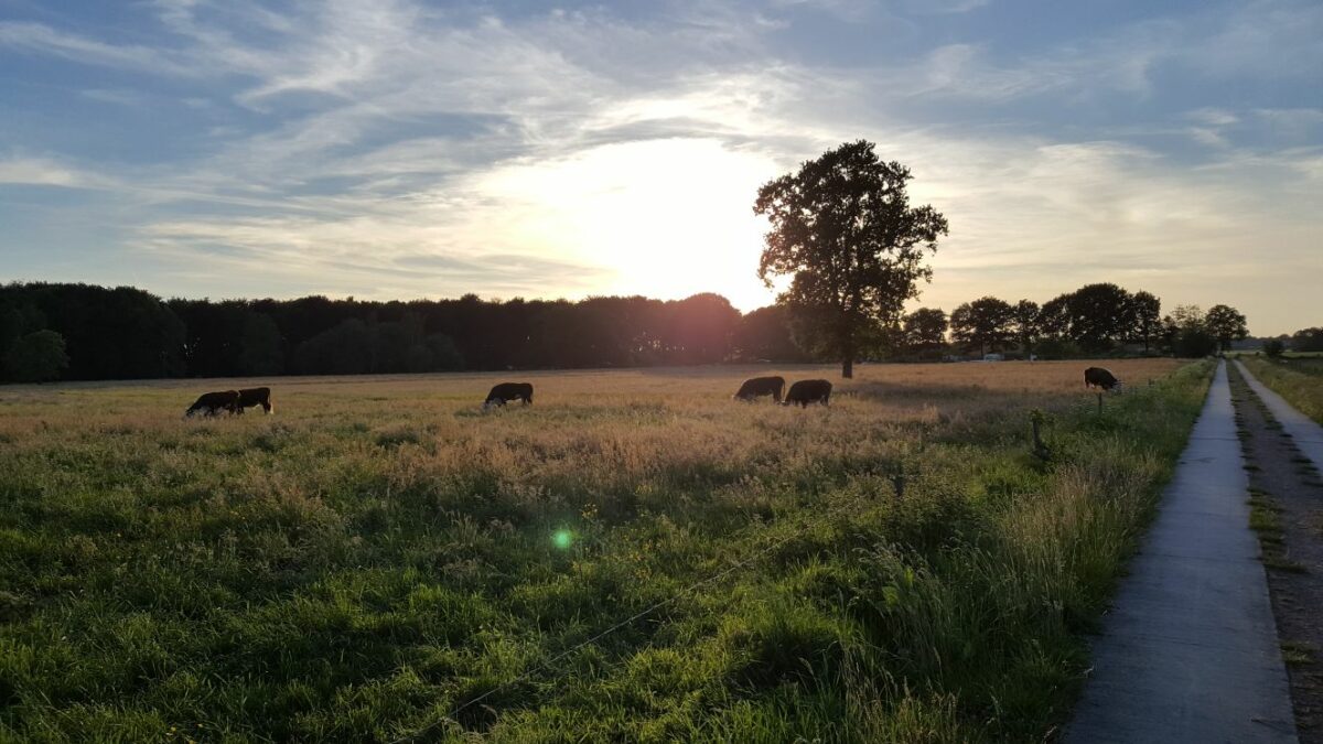 Kom jij ook naar de eerste Friese Vrijwilligersdag Natuur?