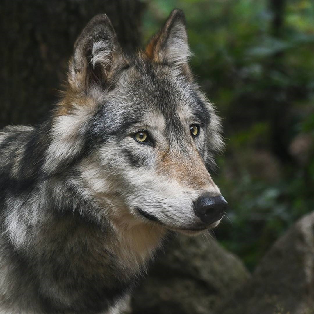 De wolf: moeten we bang zijn?