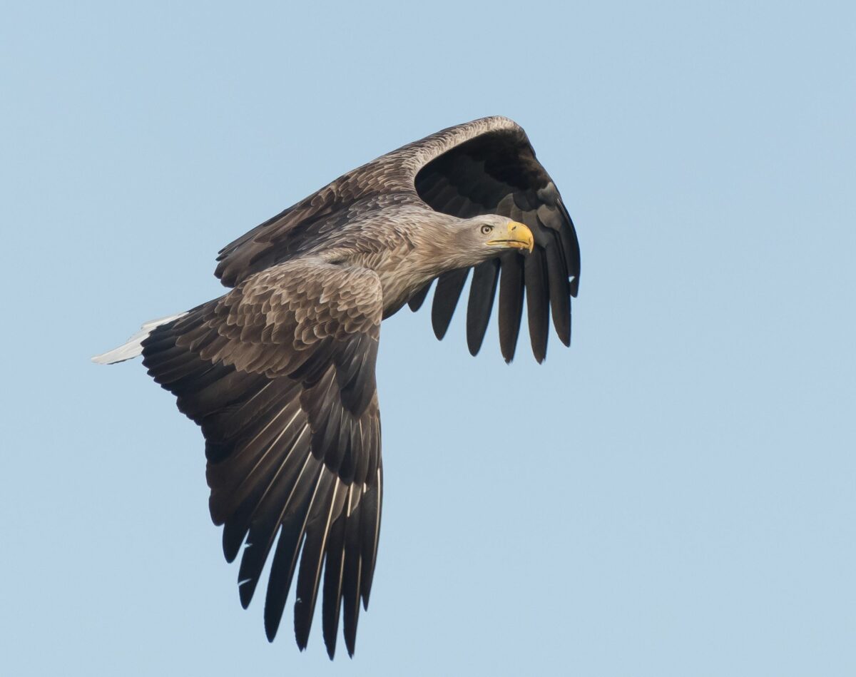 Jonge zeearend geboren in natuurgebied de Alde Feanen