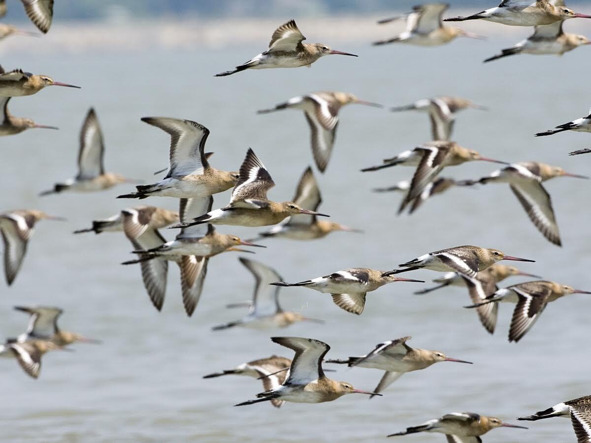 Grutto Amalia is aangekomen in Friesland!