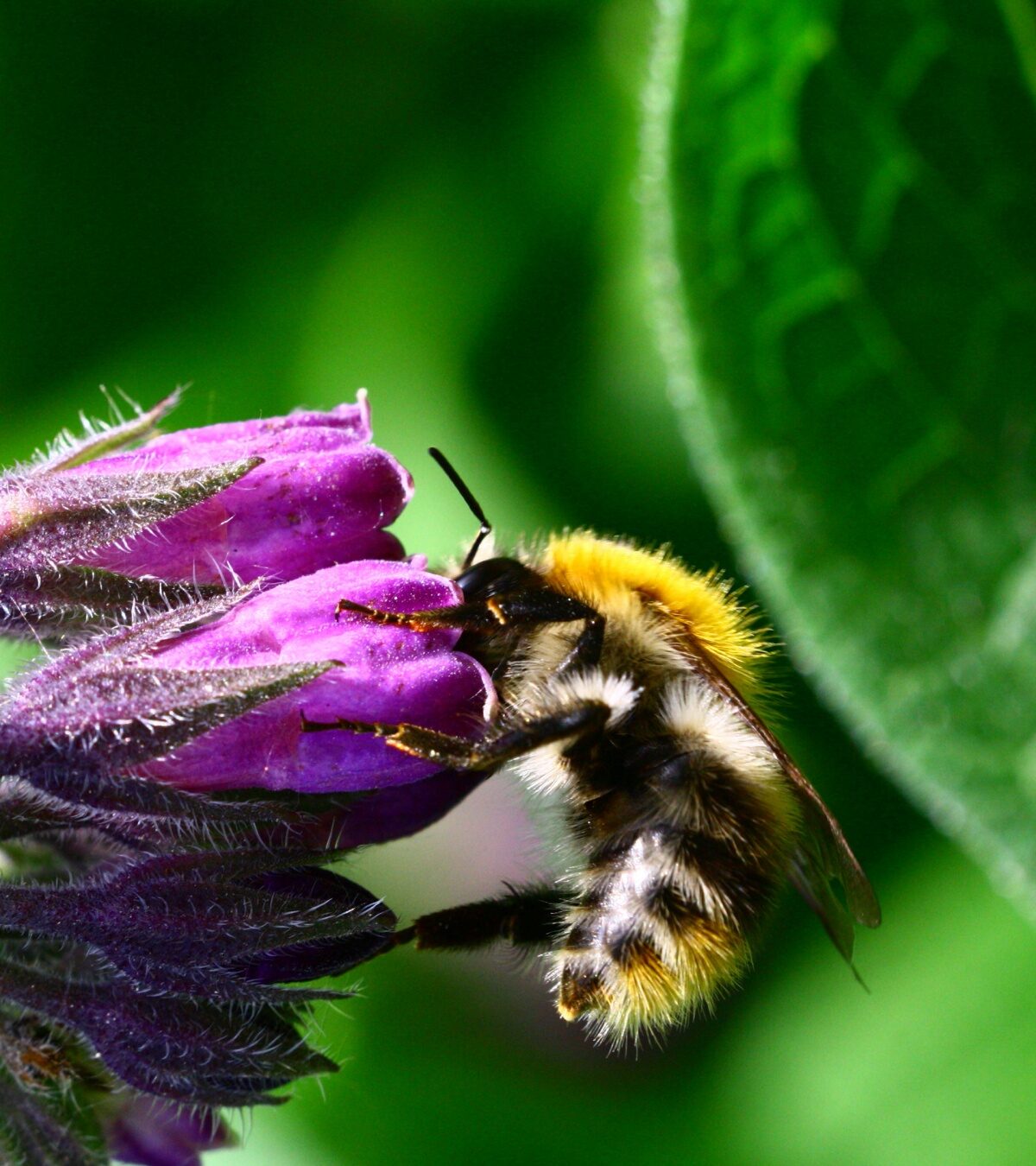Inwoners Camminghaburen willen meer bloemen, vlinders, bijen en vogels