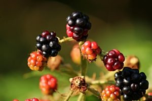 Milieufederaties willen meer voedselbossen
