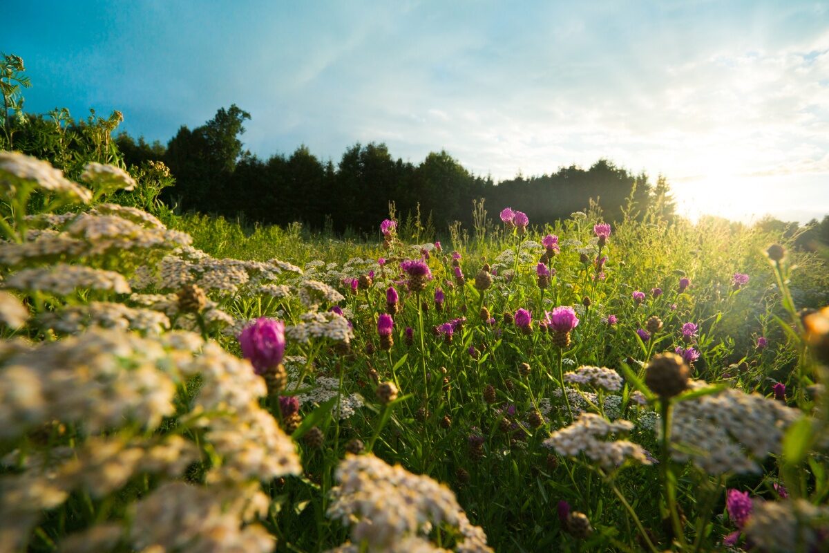 VRIJWILLIGERS GEZOCHT: VLINDERS HELPEN IN NIJLAN