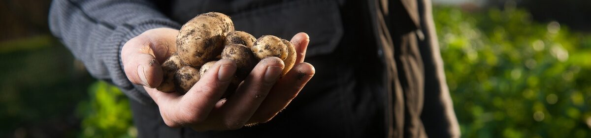 Eetbaar Fryslân brengt lokaal voedsel dichterbij
