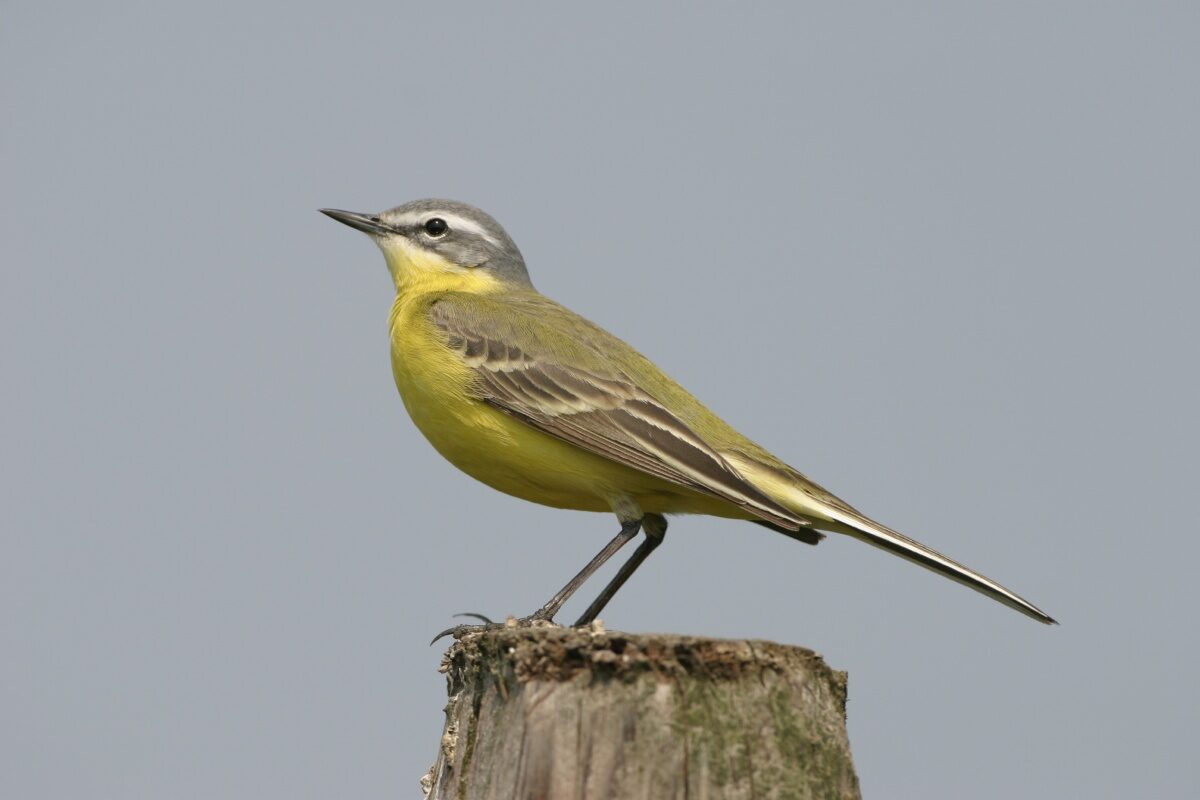 Noordelijk symposium tijdelijke natuur