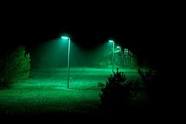 Niet elk dier is blij met groen licht