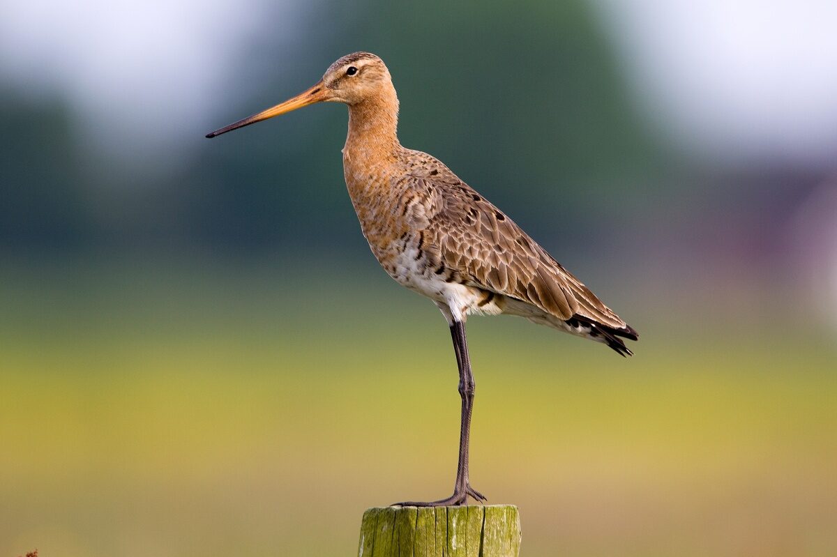 Schouten verbindt natuur en landbouw