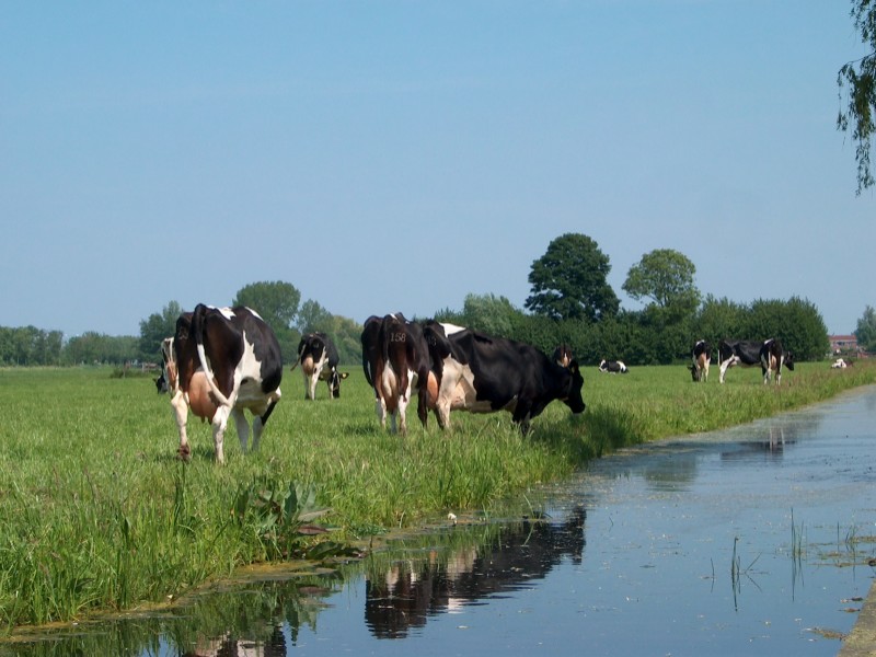 CO2-emissiehandel voor veenweidegebied