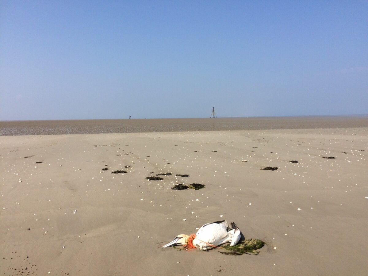 Gezamenlijke actie vóór plastic vrije Waddenzee