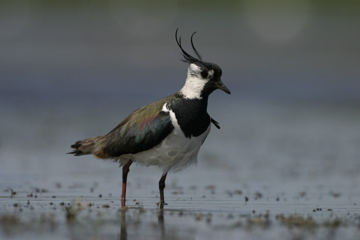 Help de weidevogels