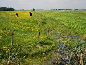 Groene organisaties presenteren visie op nieuwe natuurwet