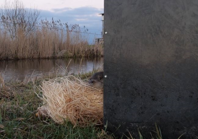 Gewonde otter gered en terug de natuur in!