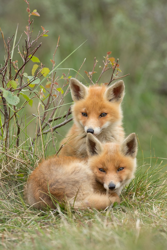 Teken de petitie tegen Wildlife Crime