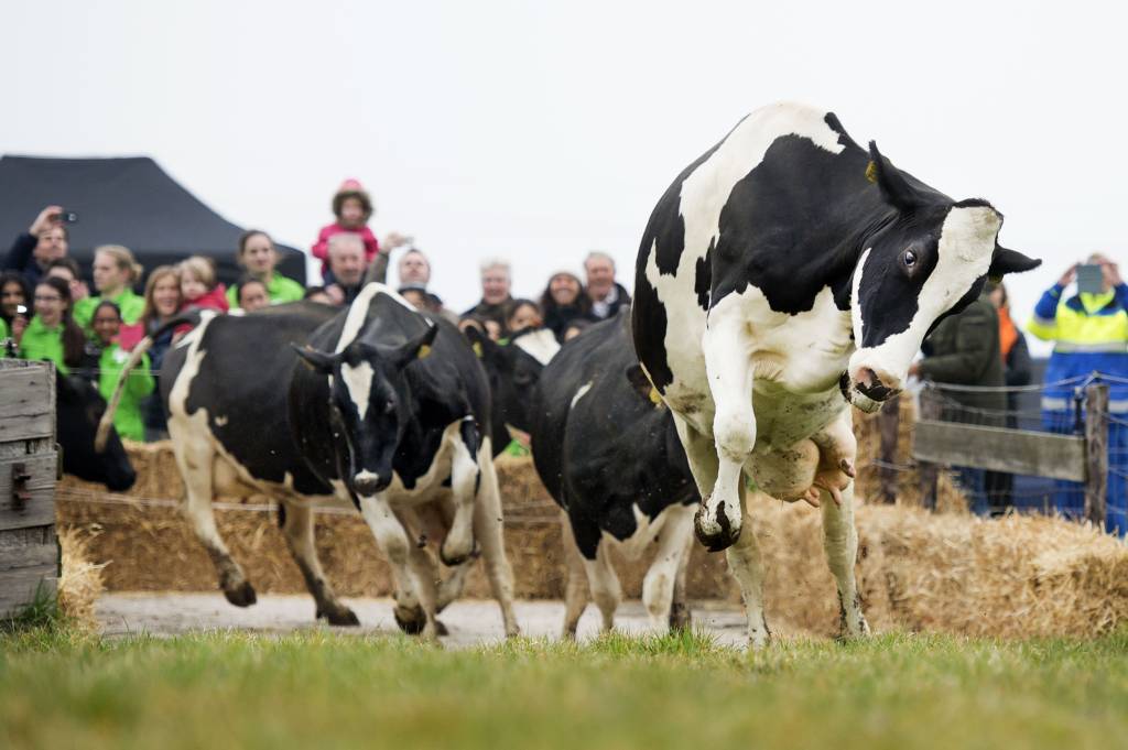 Biologische en grondgebonden melkveehouders: ‘Maak mestoverschot niet ons probleem’