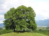 Tilia cordata is Boom van het Jaar 2016