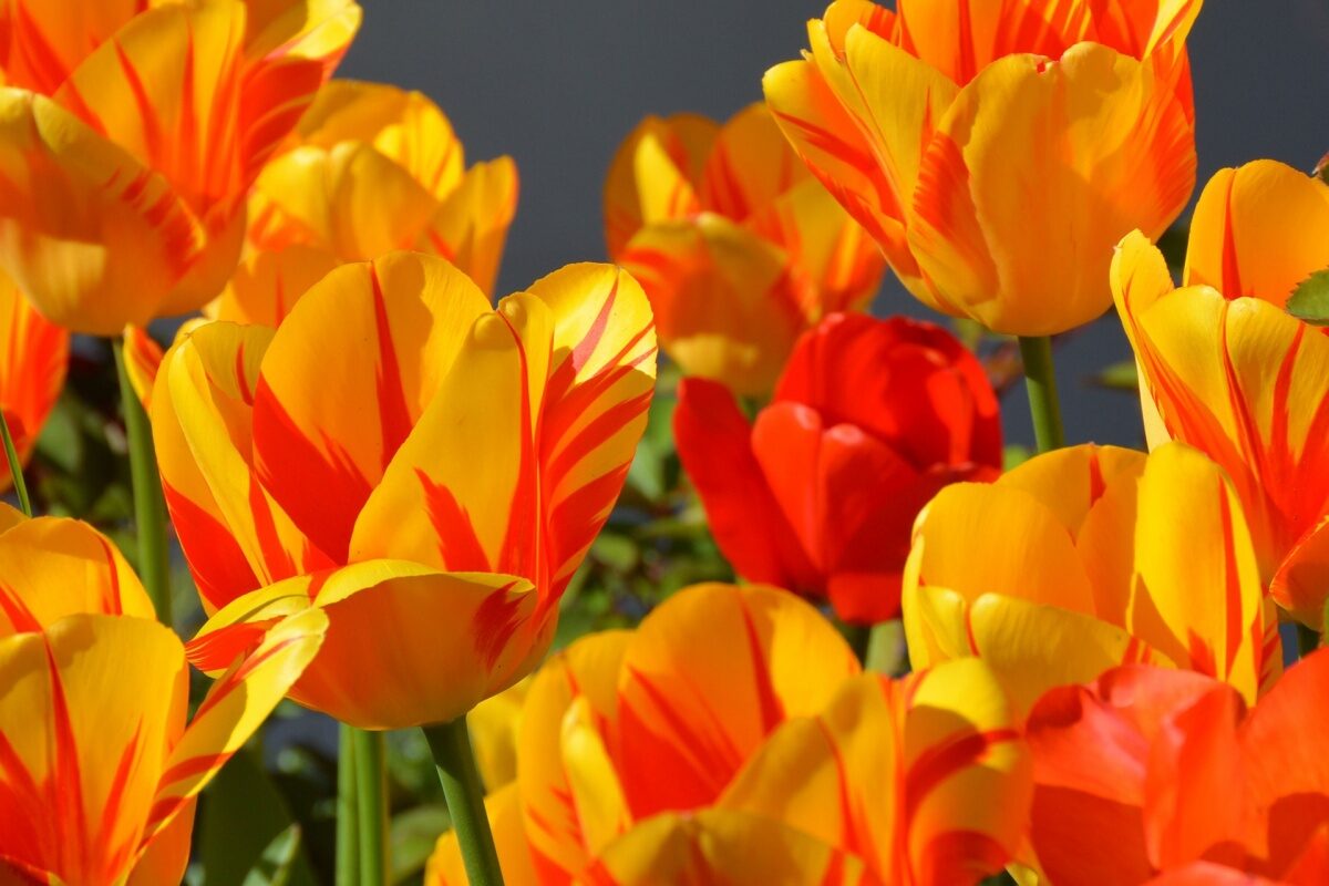 Asgaard plant logo met 3450 bloembollen