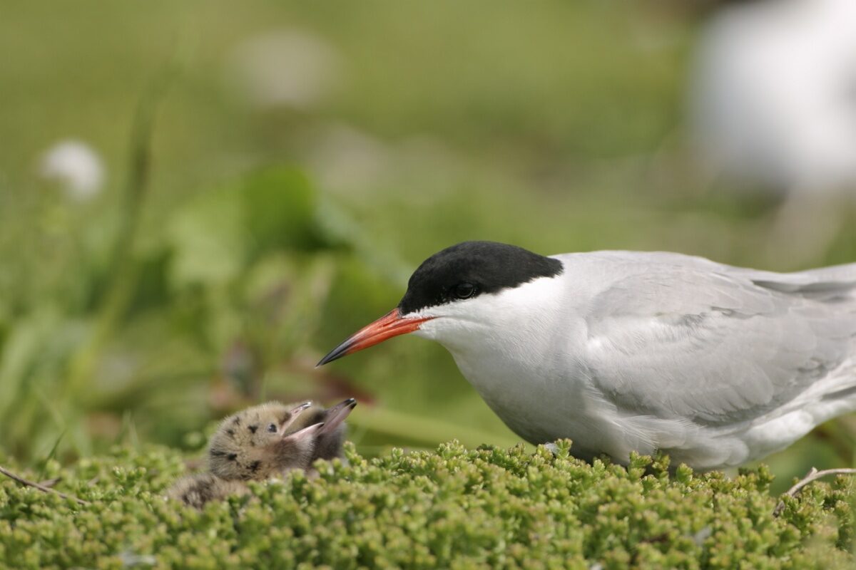 Veiligheid vissen en jonge vogels verbeterd