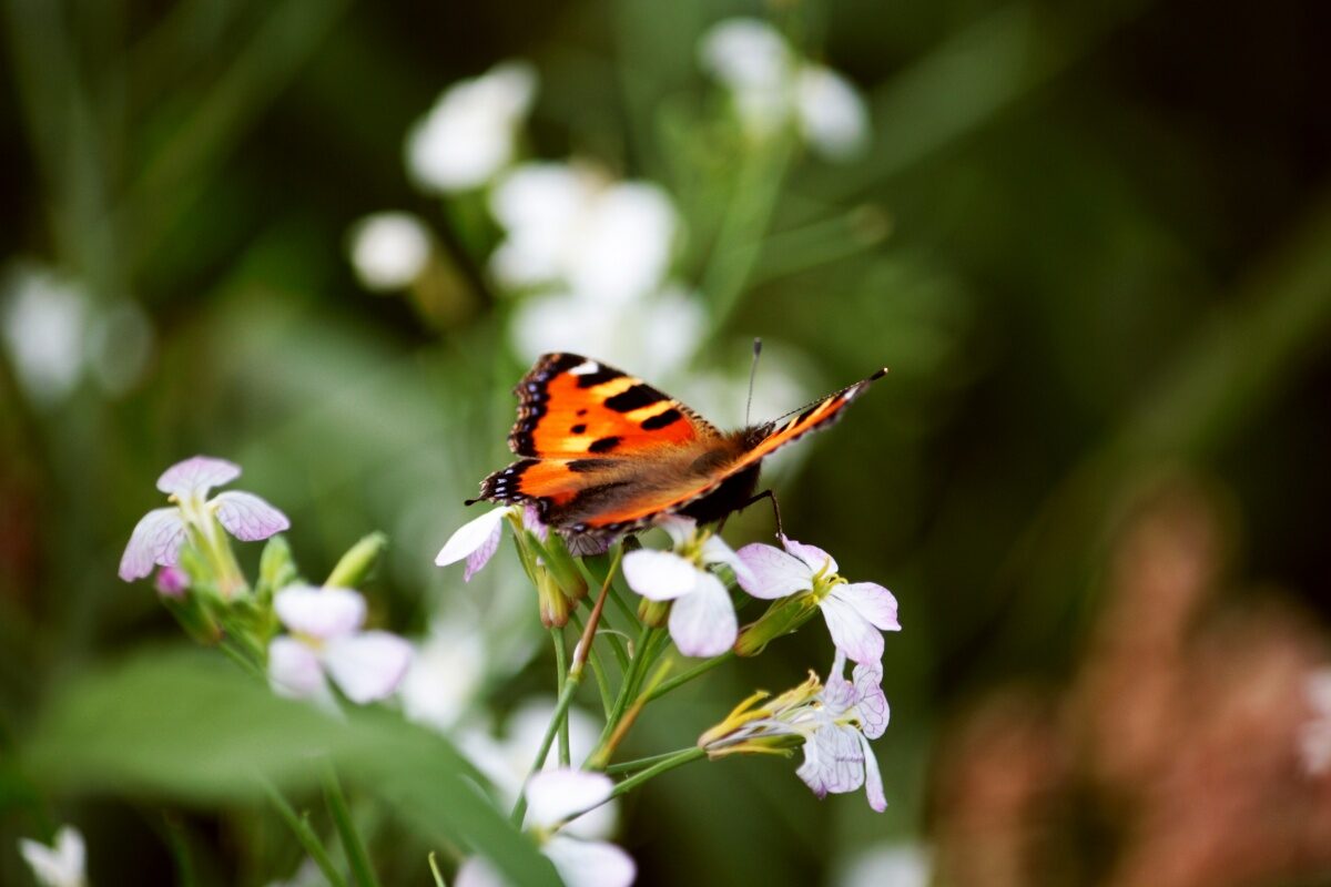 Zaterdag 29 juni – opening en excursie Natuerlik Ferskaat