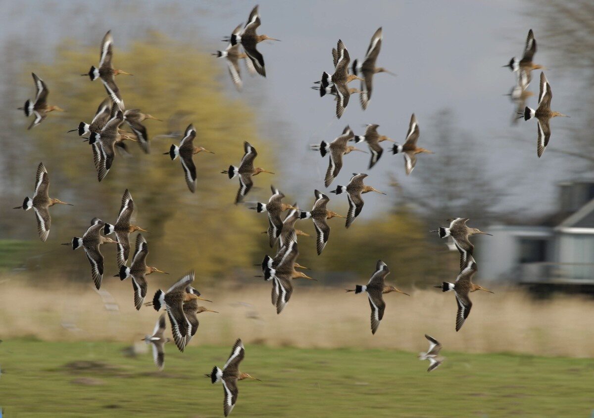 Van Dam wil teruggang weidevogels aanpakken