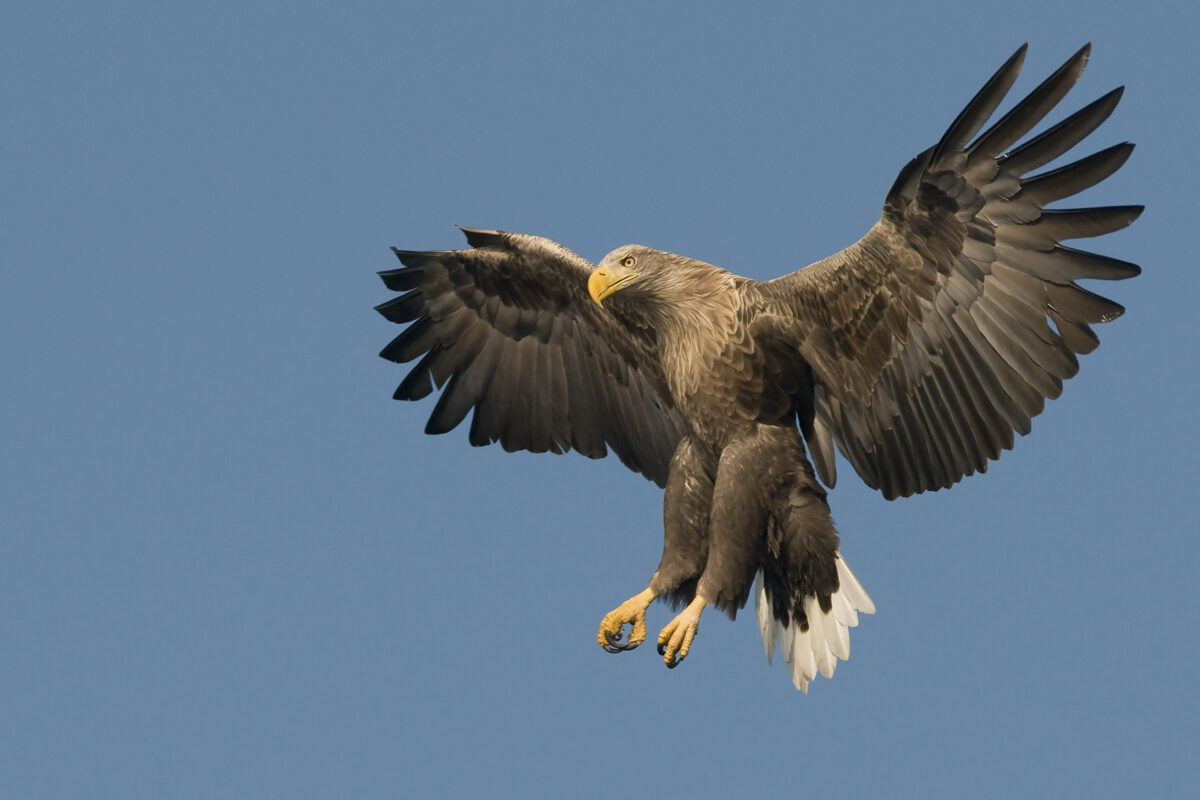 Vogelfestival Lauwersmeer: onderwaterwereld & vogels