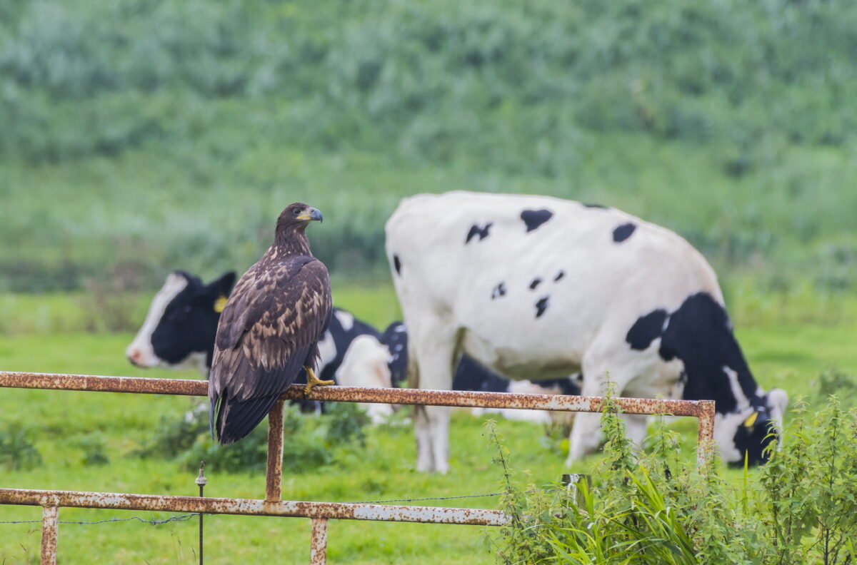 Live kijken naar broedende zeearenden in Alde Feanen