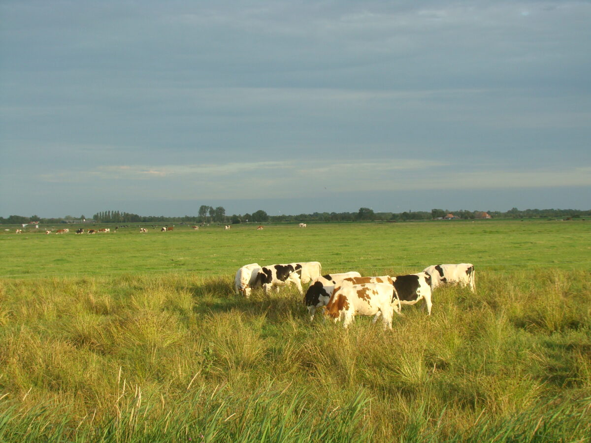 Friese Omgevingsvisie ontbeert landschapsvisie