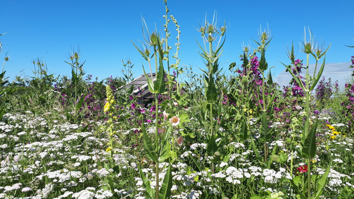Tijdelijke natuur biedt volop kansen voor Fryslân