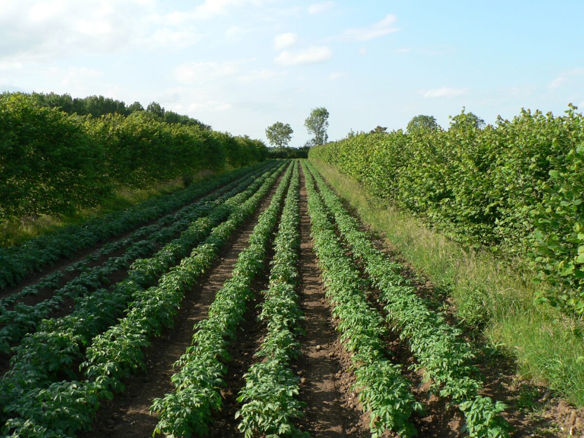 Boeren tonen interesse in Boslandbouw