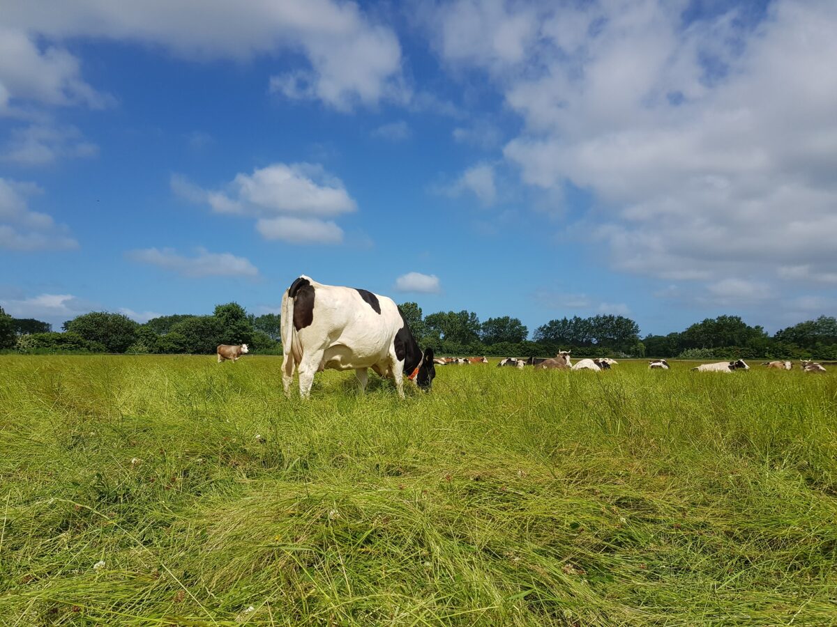 Vacature Projectleider/thematrekker Landbouw en voedsel FMF (36 uur)