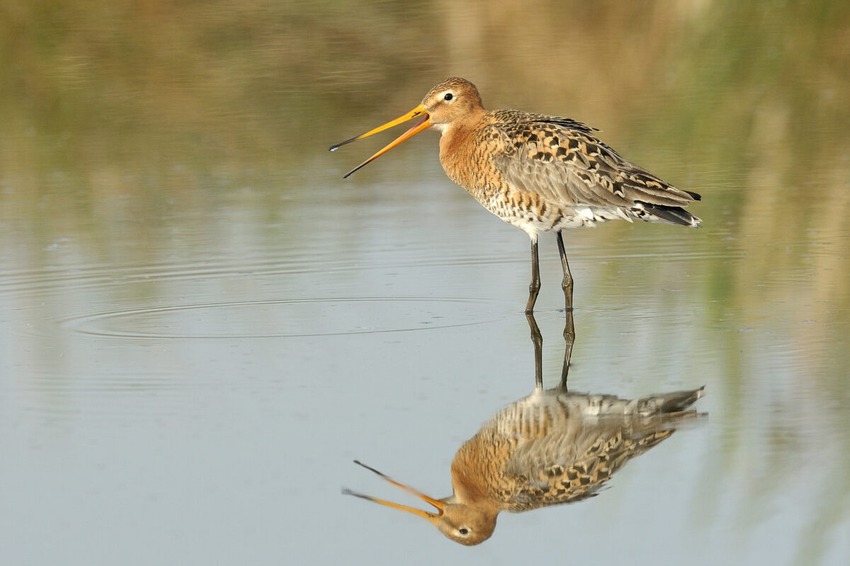 Gaat de Nationale Vogel dit voorjaar iets merken van het Aanvalsplan Grutto?