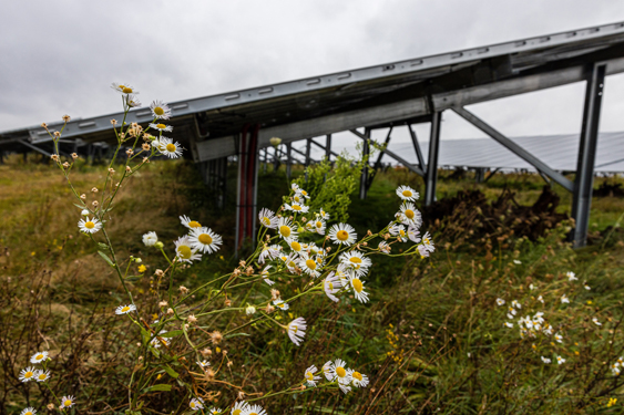 Natuur-en Milieuorganisaties: natuur en landschap ondergeschoven in regionale energiestrategieën